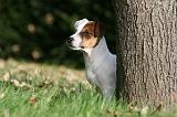 JACK RUSSEL 165